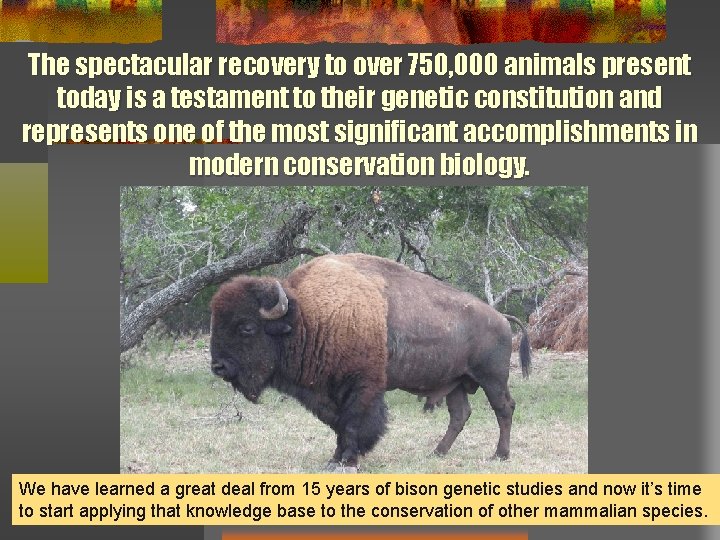 The spectacular recovery to over 750, 000 animals present today is a testament to