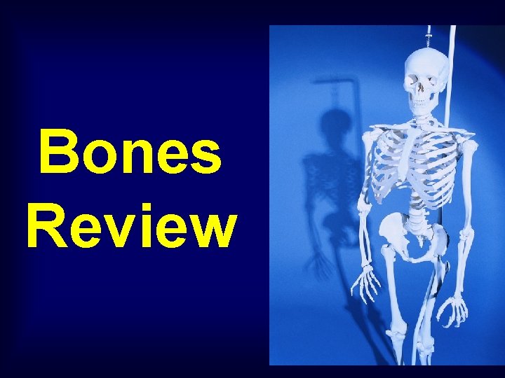 Bones Review 