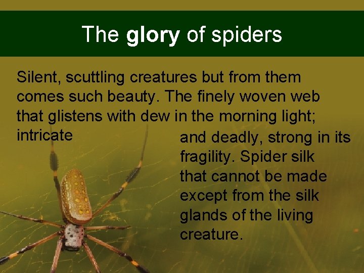 The glory of spiders Silent, scuttling creatures but from them comes such beauty. The