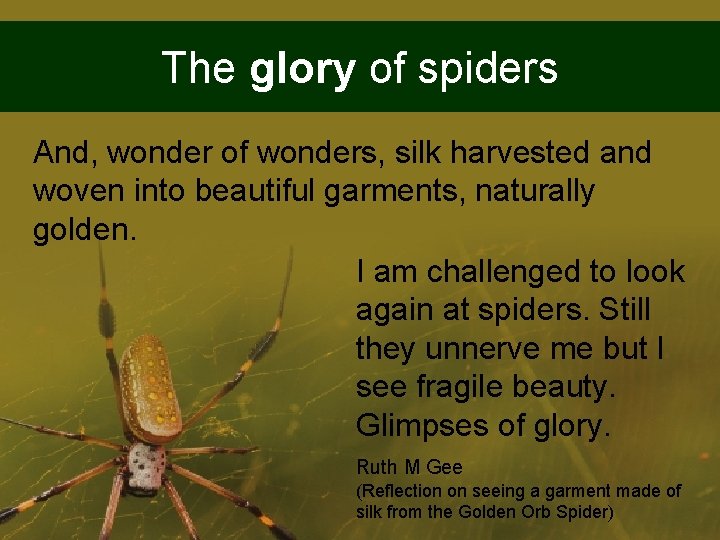 The glory of spiders And, wonder of wonders, silk harvested and woven into beautiful