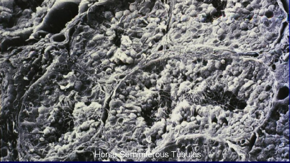 Horse Seminiferous Tubules Horse Seminiferous Tubules
