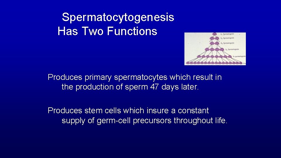 Spermatocytogenesis Has Two Functions Produces primary spermatocytes which result in the production of sperm Spermatocytogenesis Has Two Functions Produces primary spermatocytes which result in the production of sperm