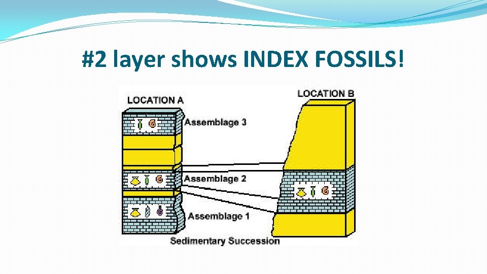 #2 layer shows INDEX FOSSILS! #2 layer shows INDEX FOSSILS!