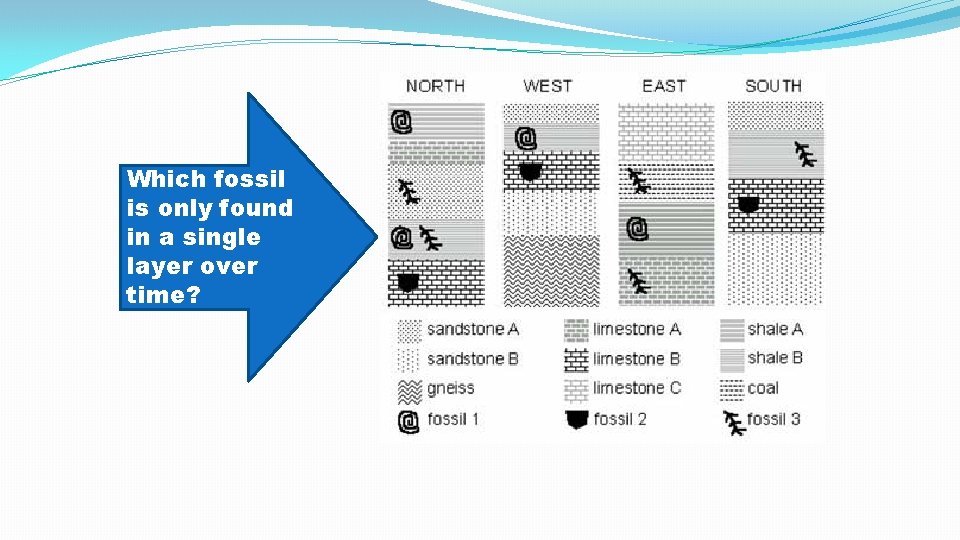 Which fossil is only found in a single layer over time? Which fossil is only found in a single layer over time?