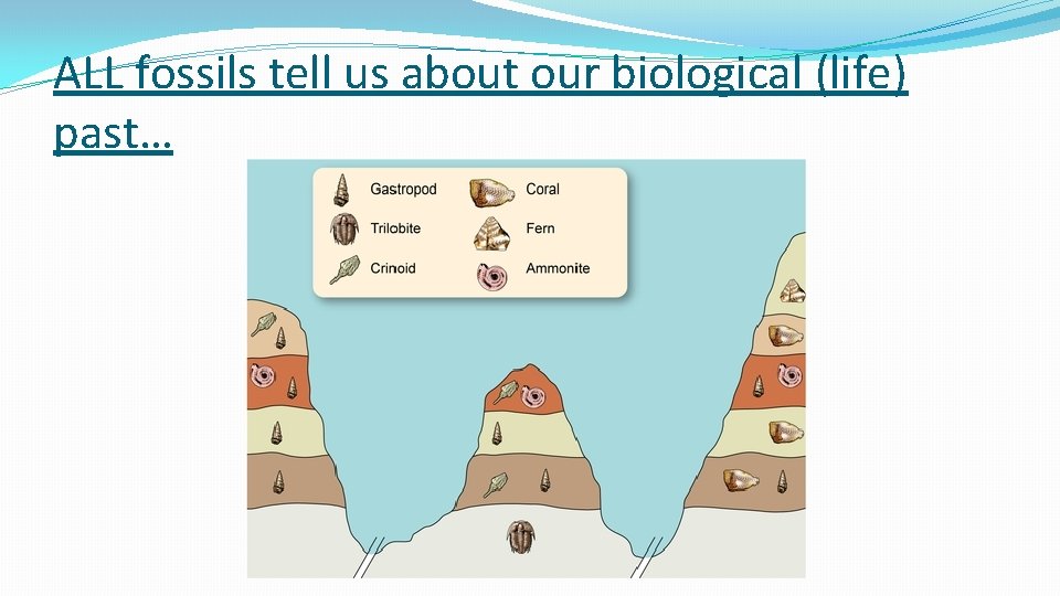 ALL fossils tell us about our biological (life) past… ALL fossils tell us about our biological (life) past…