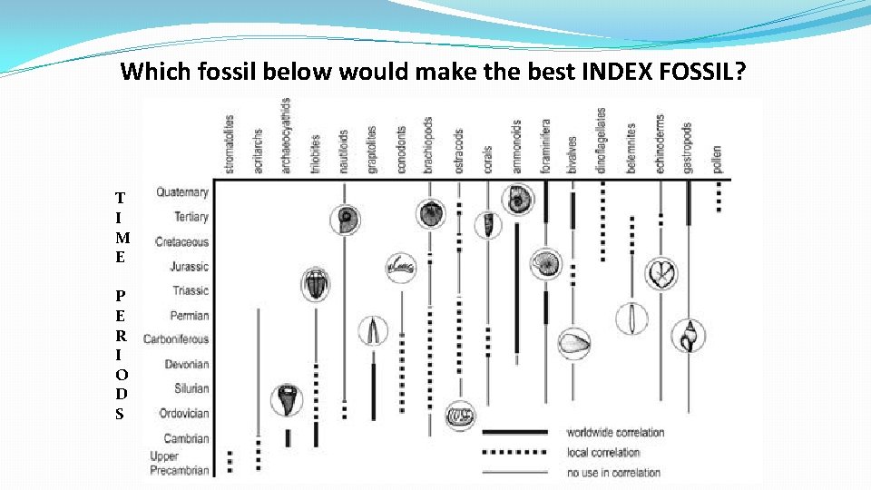 Which fossil below would make the best INDEX FOSSIL? T I M E P Which fossil below would make the best INDEX FOSSIL? T I M E P