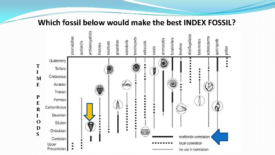 Which fossil below would make the best INDEX FOSSIL? T I M E P Which fossil below would make the best INDEX FOSSIL? T I M E P