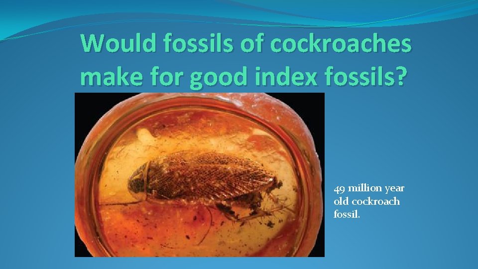 Would fossils of cockroaches make for good index fossils? 49 million year old cockroach Would fossils of cockroaches make for good index fossils? 49 million year old cockroach