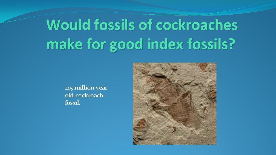 Would fossils of cockroaches make for good index fossils? 125 million year old cockroach Would fossils of cockroaches make for good index fossils? 125 million year old cockroach