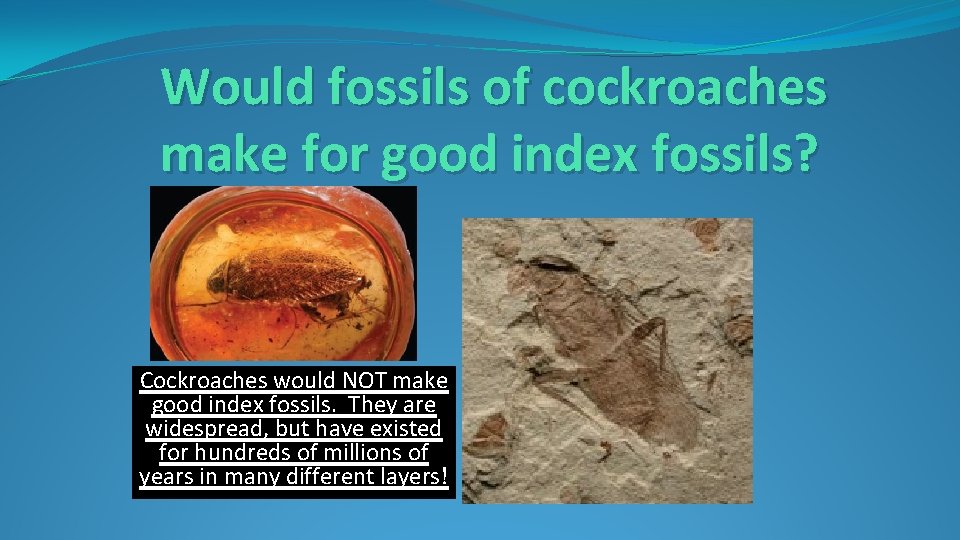 Would fossils of cockroaches make for good index fossils? Cockroaches would NOT make good Would fossils of cockroaches make for good index fossils? Cockroaches would NOT make good