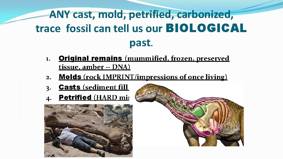 ANY cast, mold, petrified, carbonized, trace fossil can tell us our BIOLOGICAL past. Original ANY cast, mold, petrified, carbonized, trace fossil can tell us our BIOLOGICAL past. Original