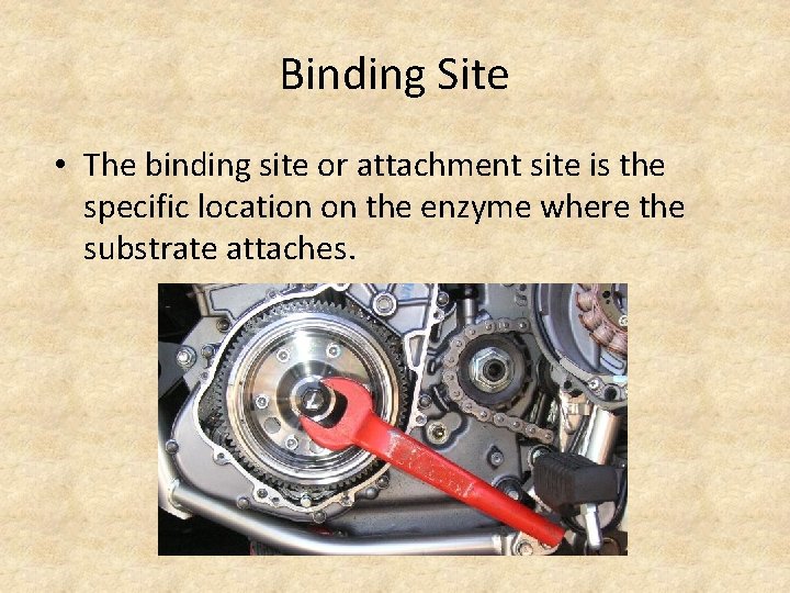 Binding Site • The binding site or attachment site is the specific location on