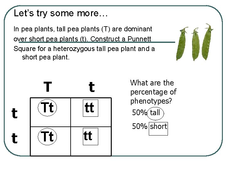 Let’s try some more… In pea plants, tall pea plants (T) are dominant over