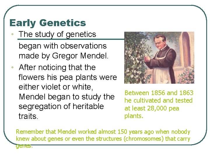 Early Genetics • The study of genetics began with observations made by Gregor Mendel.