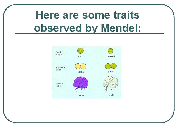 Here are some traits observed by Mendel: 