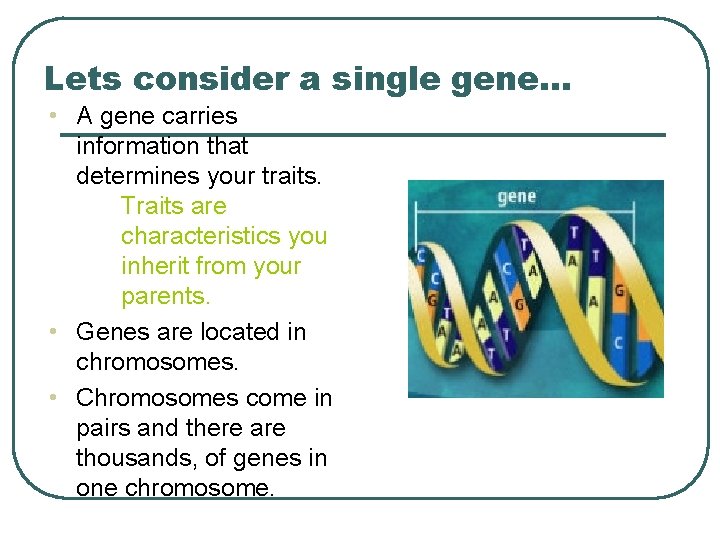 Lets consider a single gene… • A gene carries information that determines your traits.