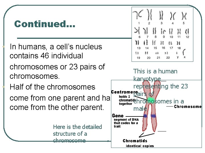 Continued… • In humans, a cell’s nucleus contains 46 individual chromosomes or 23 pairs