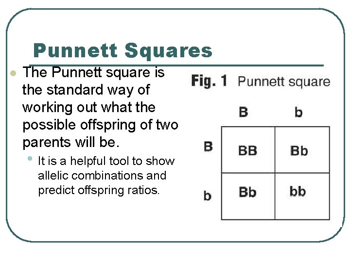 Punnett Squares l The Punnett square is the standard way of working out what