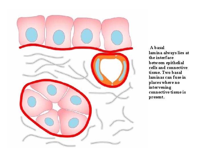 A basal lamina always lies at the interface between epithelial cells and connective tissue.