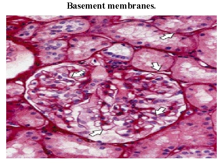 Basement membranes. 