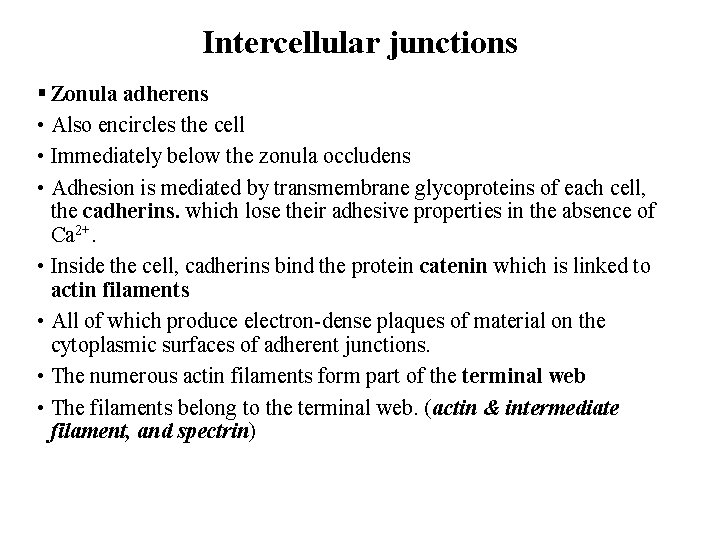 Intercellular junctions § Zonula adherens • Also encircles the cell • Immediately below the