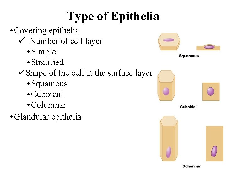 Type of Epithelia • Covering epithelia ü Number of cell layer • Simple •