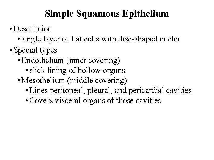 Simple Squamous Epithelium • Description • single layer of flat cells with disc-shaped nuclei