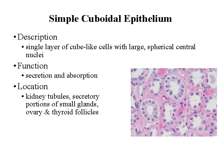 Simple Cuboidal Epithelium • Description • single layer of cube-like cells with large, spherical