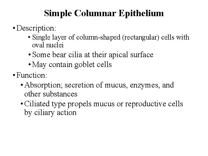 Simple Columnar Epithelium • Description: • Single layer of column-shaped (rectangular) cells with oval