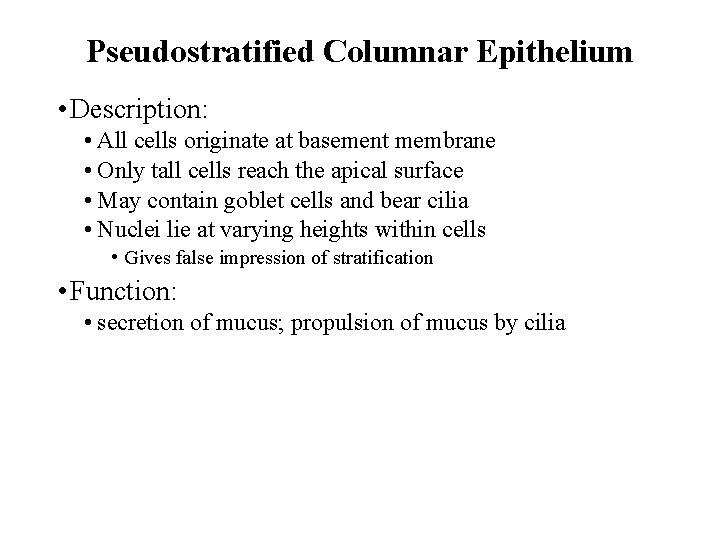 Pseudostratified Columnar Epithelium • Description: • All cells originate at basement membrane • Only