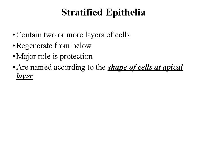 Stratified Epithelia • Contain two or more layers of cells • Regenerate from below