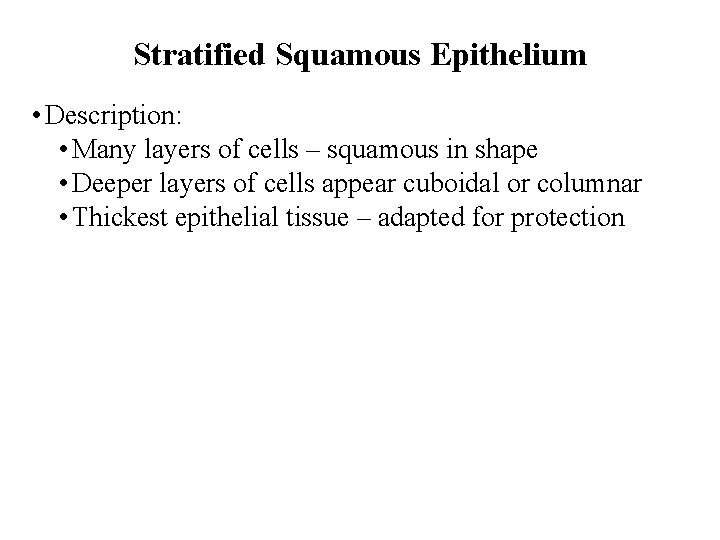 Stratified Squamous Epithelium • Description: • Many layers of cells – squamous in shape