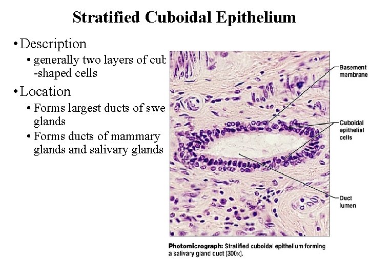 Stratified Cuboidal Epithelium • Description • generally two layers of cube -shaped cells •