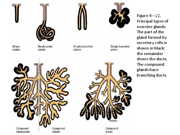 Figure 4— 22. Principal types of exocrine glands. The part of the gland formed