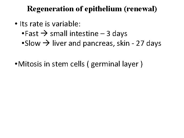 Regeneration of epithelium (renewal) • Its rate is variable: • Fast small intestine –