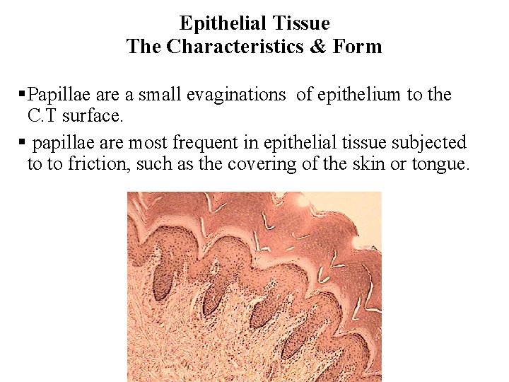 Epithelial Tissue The Characteristics & Form §Papillae are a small evaginations of epithelium to