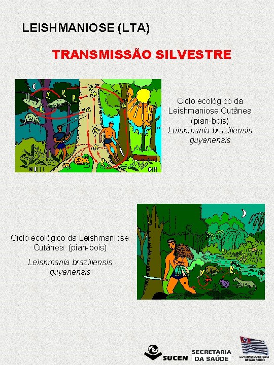 LEISHMANIOSE (LTA) TRANSMISSÃO SILVESTRE Ciclo ecológico da Leishmaniose Cutânea (pian-bois) Leishmania braziliensis guyanensis 