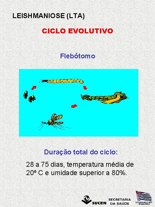 LEISHMANIOSE (LTA) CICLO EVOLUTIVO Flebótomo Duração total do ciclo: 28 a 75 dias, temperatura