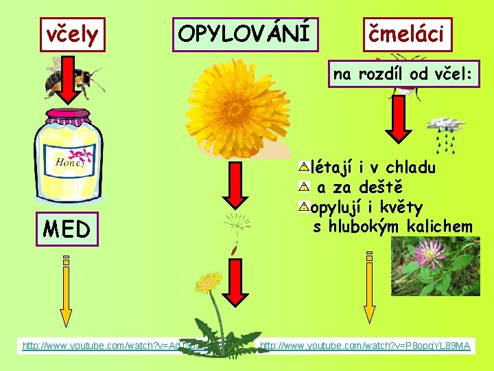 včely OPYLOVÁNÍ čmeláci na rozdíl od včel: MED http: //www. youtube. com/watch? v=Ad. Jaoaf.