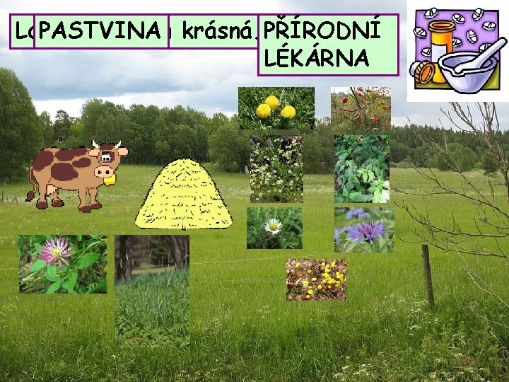 Louka PASTVINA není jen krásná. PŘÍRODNÍ LÉKÁRNA 