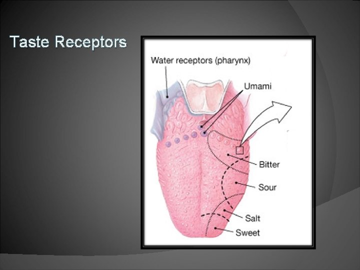 Taste Receptors 