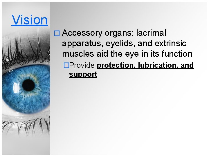 Vision � Accessory organs: lacrimal apparatus, eyelids, and extrinsic muscles aid the eye in