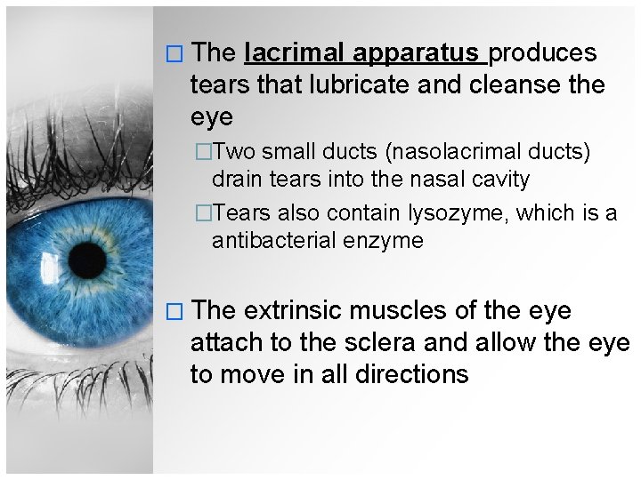 � The lacrimal apparatus produces tears that lubricate and cleanse the eye �Two small