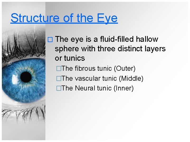 Structure of the Eye � The eye is a fluid-filled hallow sphere with three