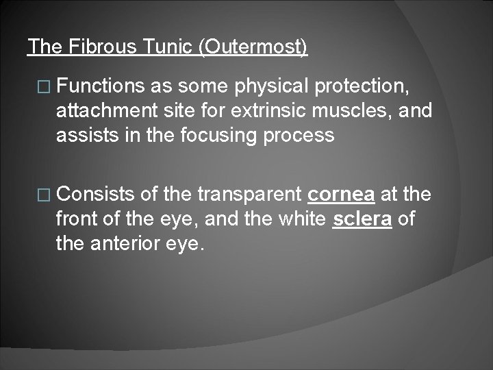 The Fibrous Tunic (Outermost) � Functions as some physical protection, attachment site for extrinsic