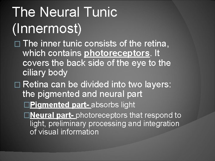 The Neural Tunic (Innermost) � The inner tunic consists of the retina, which contains