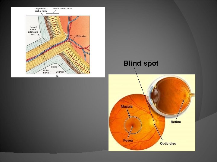 Blind spot 