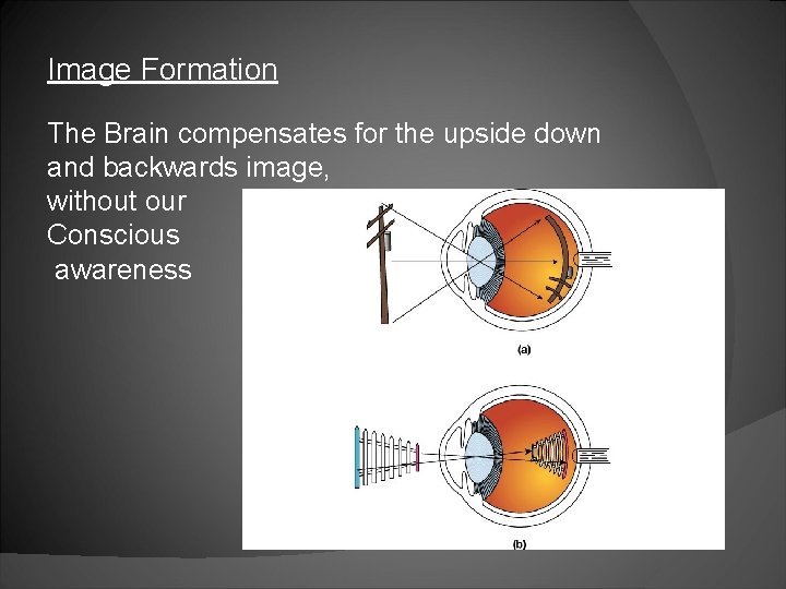 Image Formation The Brain compensates for the upside down and backwards image, without our