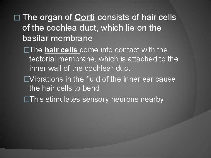 � The organ of Corti consists of hair cells of the cochlea duct, which