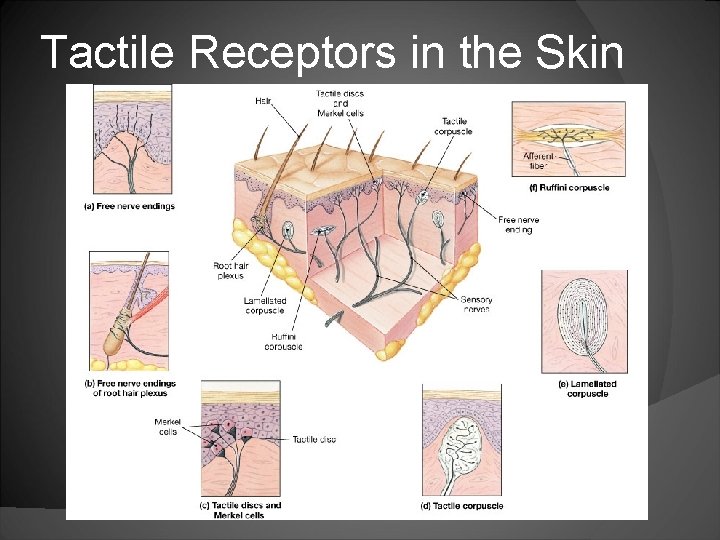 Tactile Receptors in the Skin 